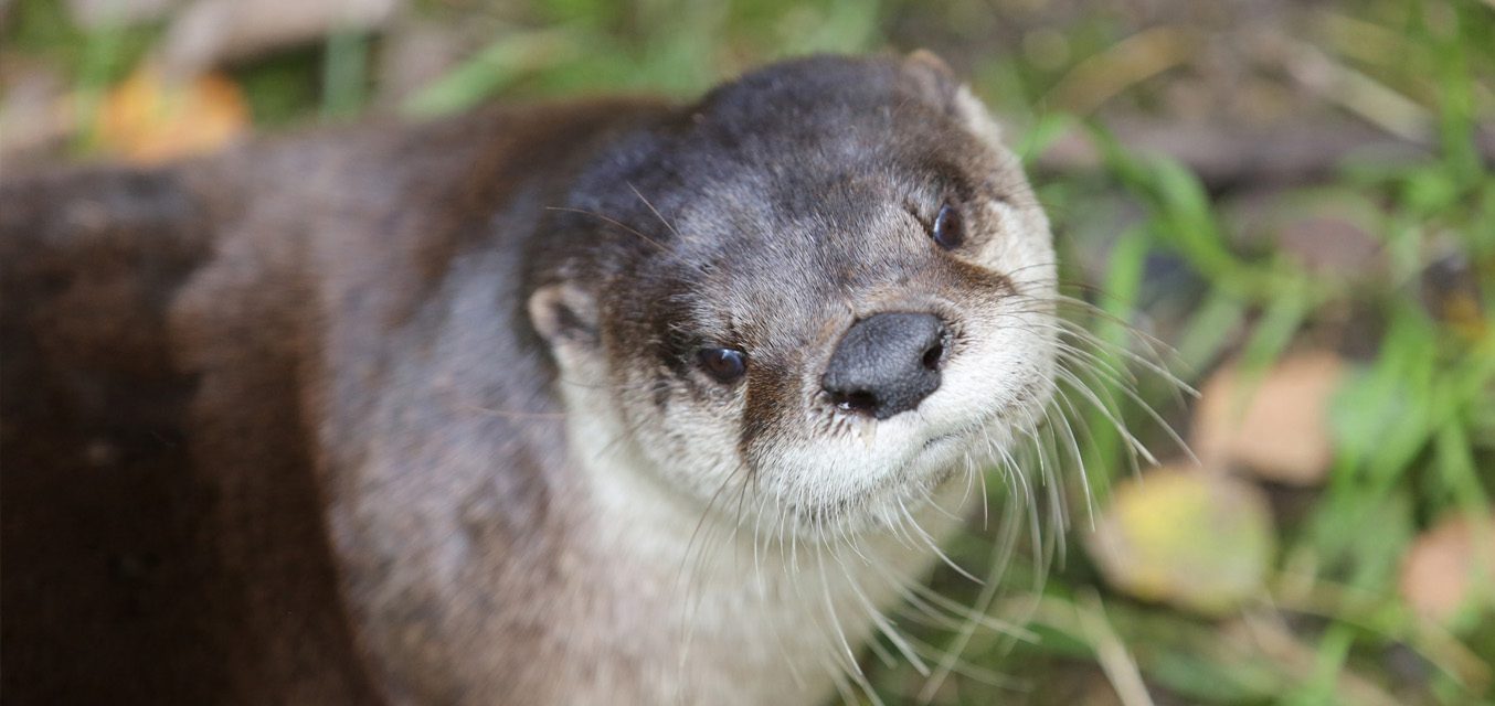 American river otter in exhibit