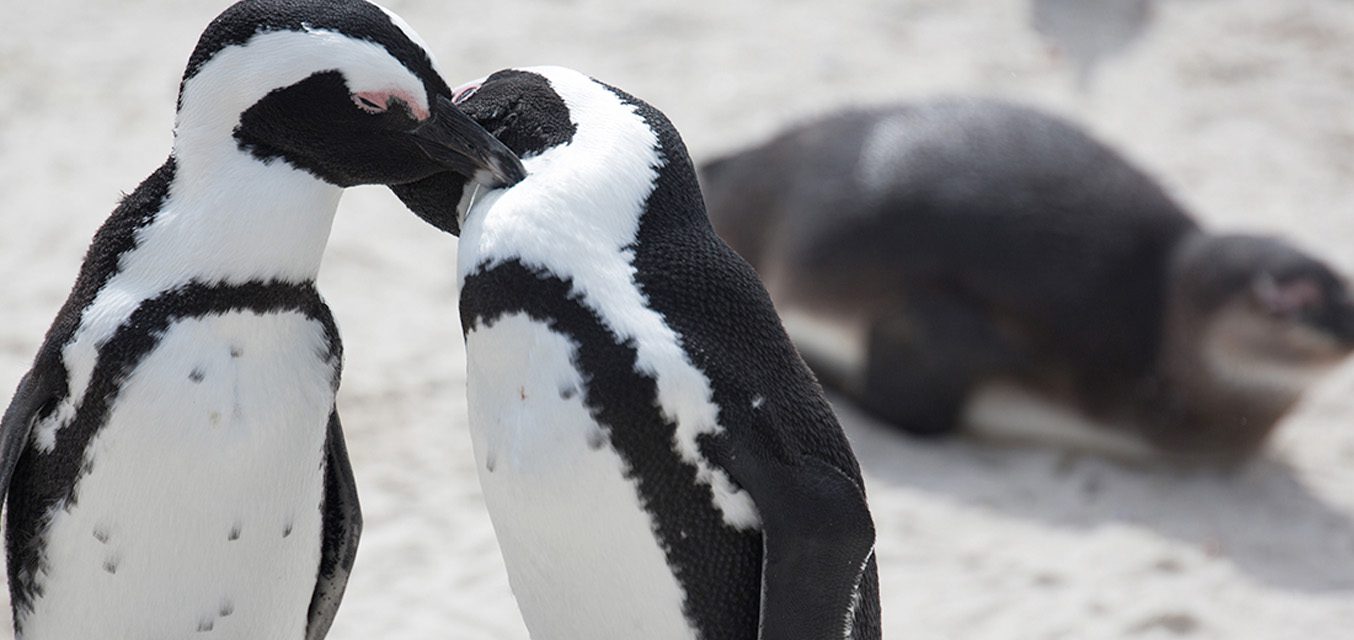 Two African penguins nuzzling each other
