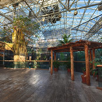 Meller's chameleon in exhibit