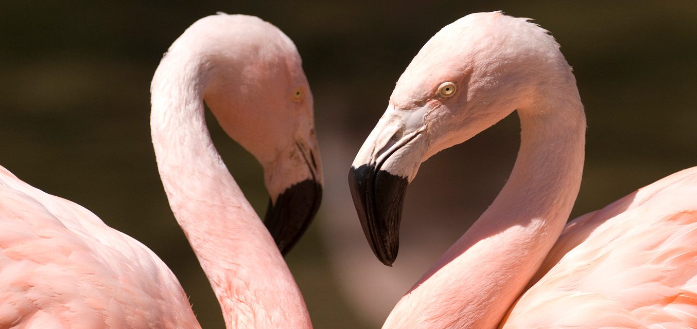 Chilean flamingo in exhibit