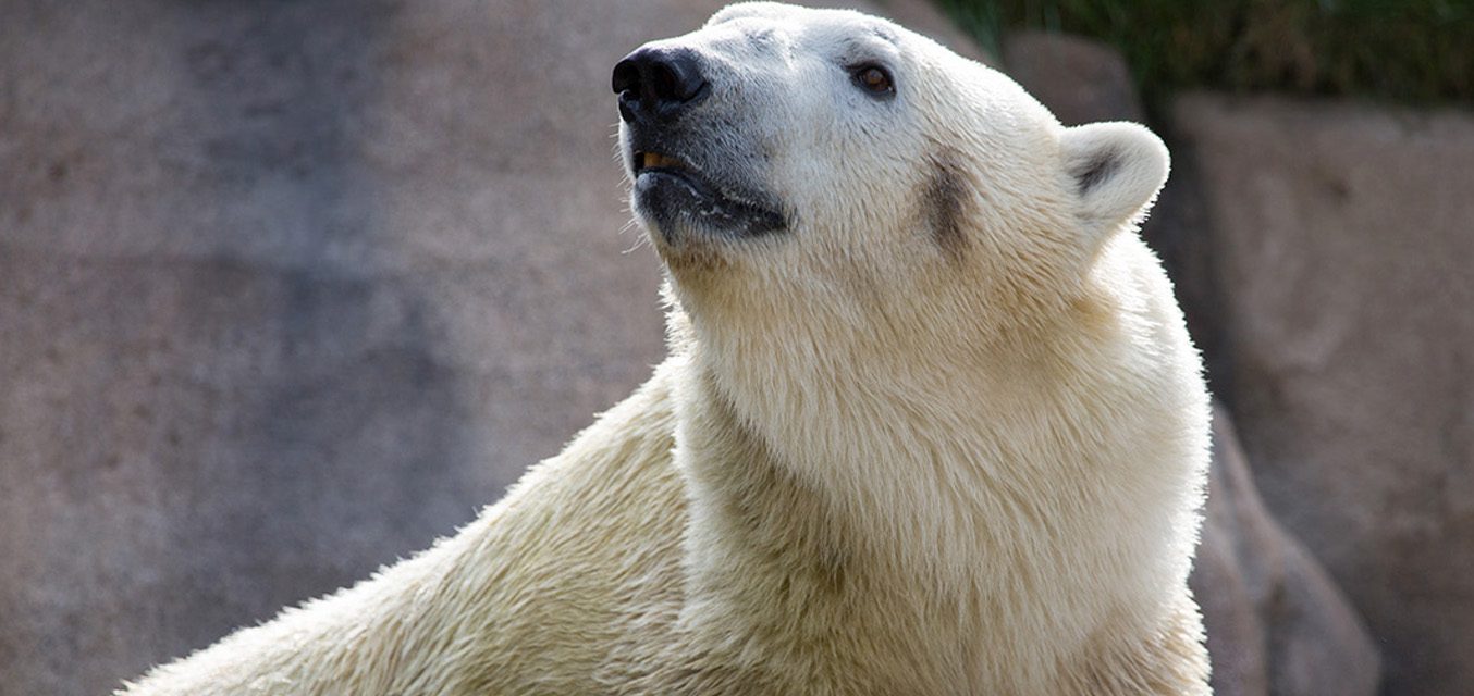 Polar bear in exhibit