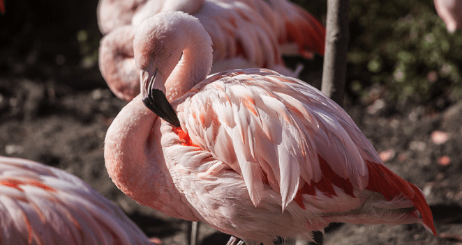 Chilean flamingo in exhibit