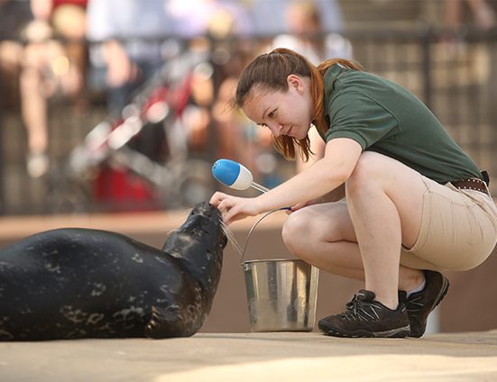 Animal Care staff working with a seal