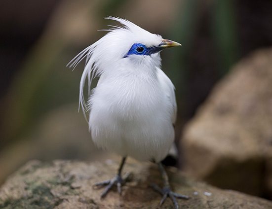 Bali myna in exhibit