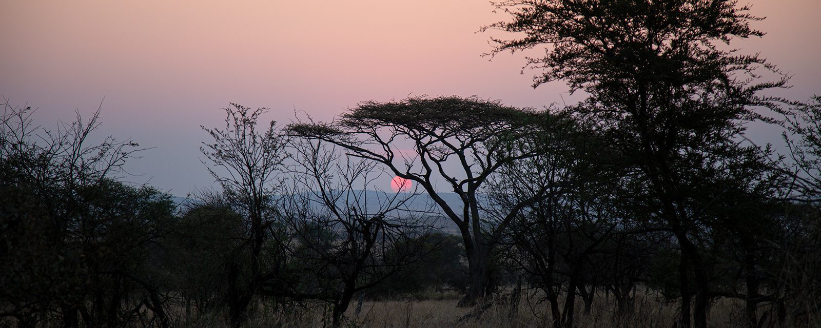 Sunset on the African savanna