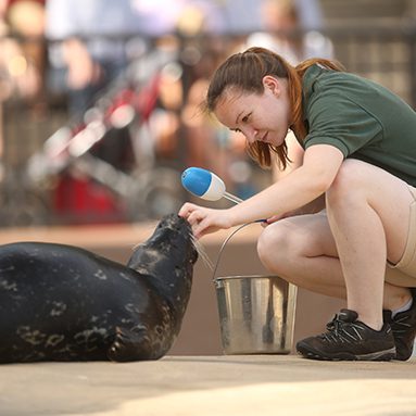 Animal Care staff working with seal