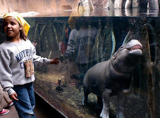 A child watches a pygmy hippo swimming in exhibit