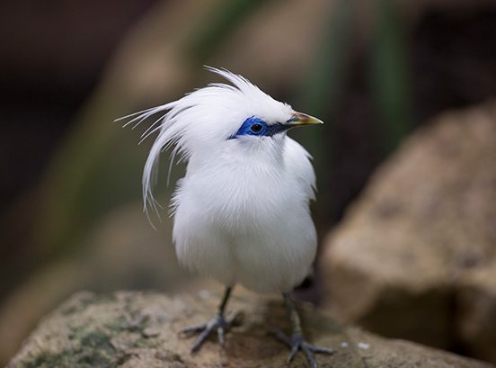 Bali myna in exhibit