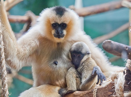 Black-and-white colobus monkey with infant in exhibit