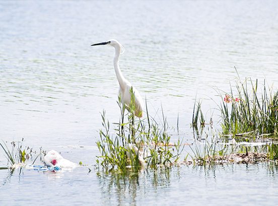 A wild European white stork standing in the water near plastic litter