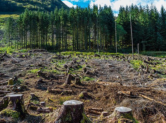 A deforested section of forest with intact trees standing in the distance