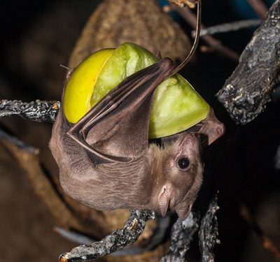 Egyptian Fruit Bat