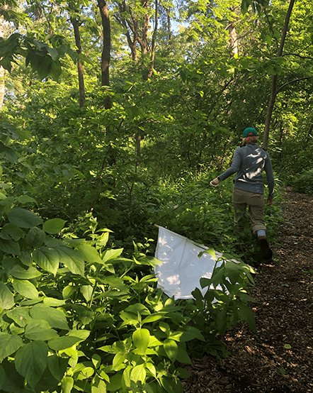 Lincoln Park Zoo staff combing woods for ticks