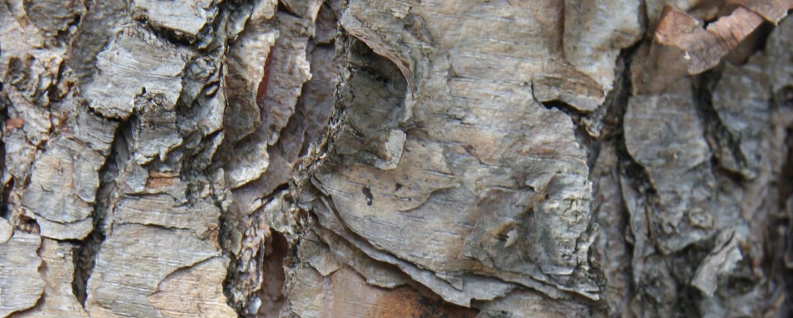 Closeup of tree bark