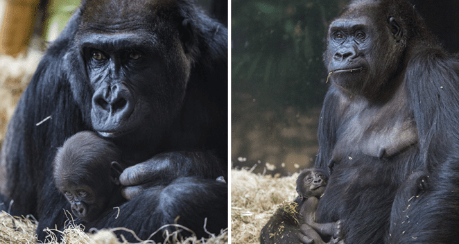 Two western lowland gorillas