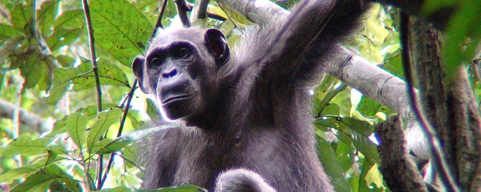 The Goualougo Triangle Ape Project