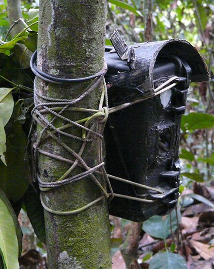 Zoo scientists setting up a motion-activated field camera in the African rainforest