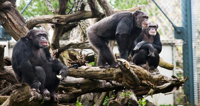 Chimpanzees gathered together in exhibit