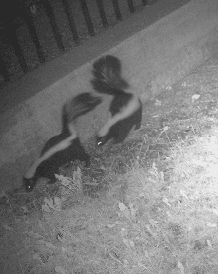 Two skunks on security footage