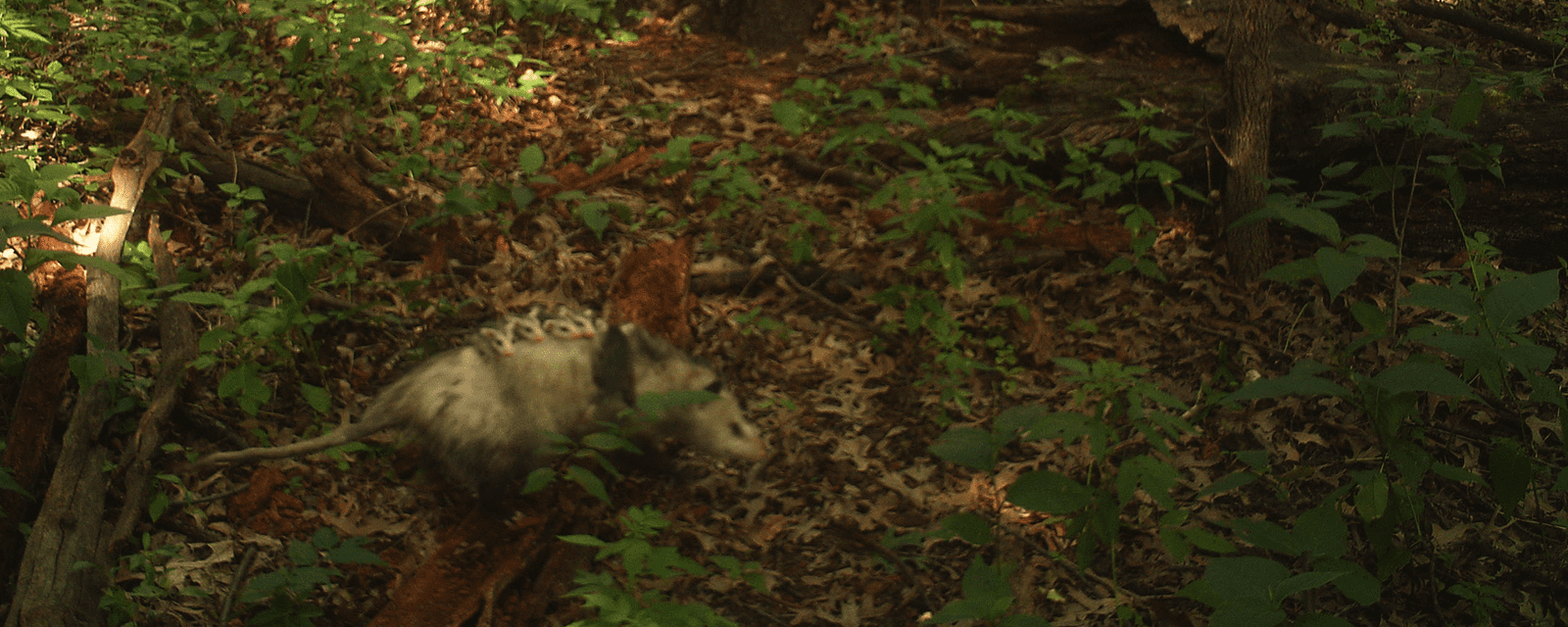 Opossum with babies on its back