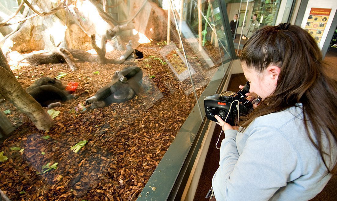 An intern documents western lowland gorilla behavior in exhibit
