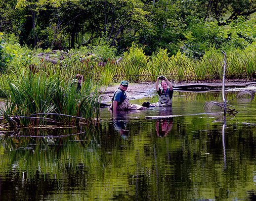 Zoo interns searching for turtles in waist-high water