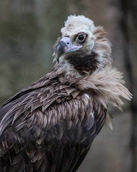 Cinereous Vulture