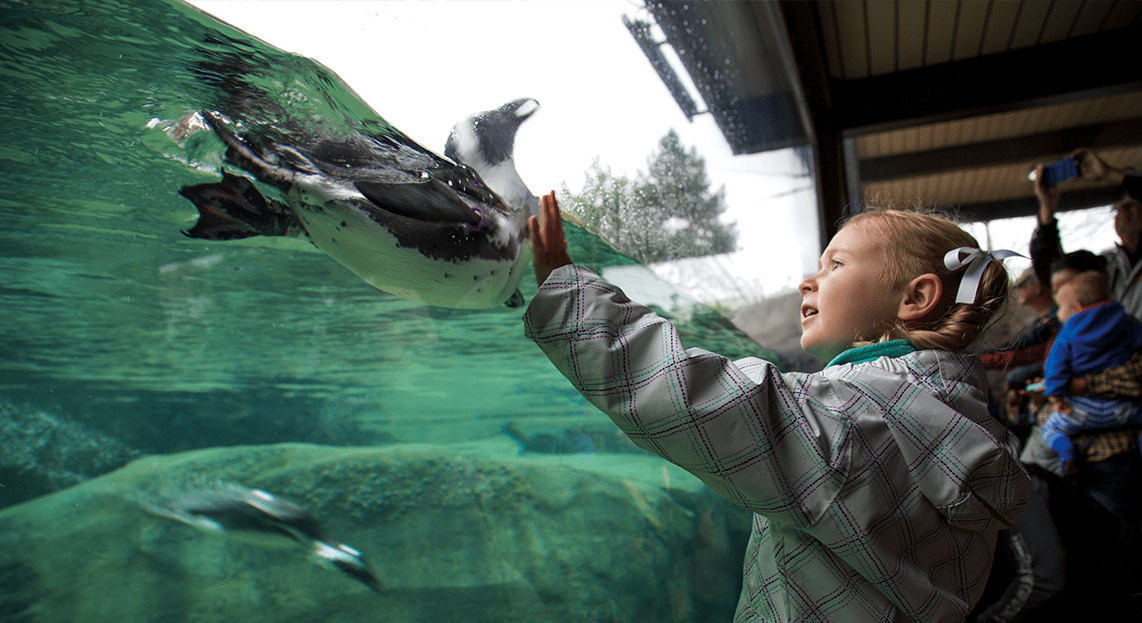 Child watching African penguin in exhibit