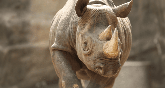 Eastern black rhino in exhibit