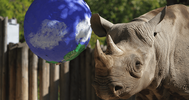 Eastern black rhino with pinata enrichment shaped like Earth