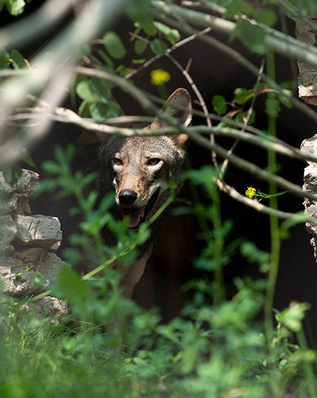 Red wolf in exhibit