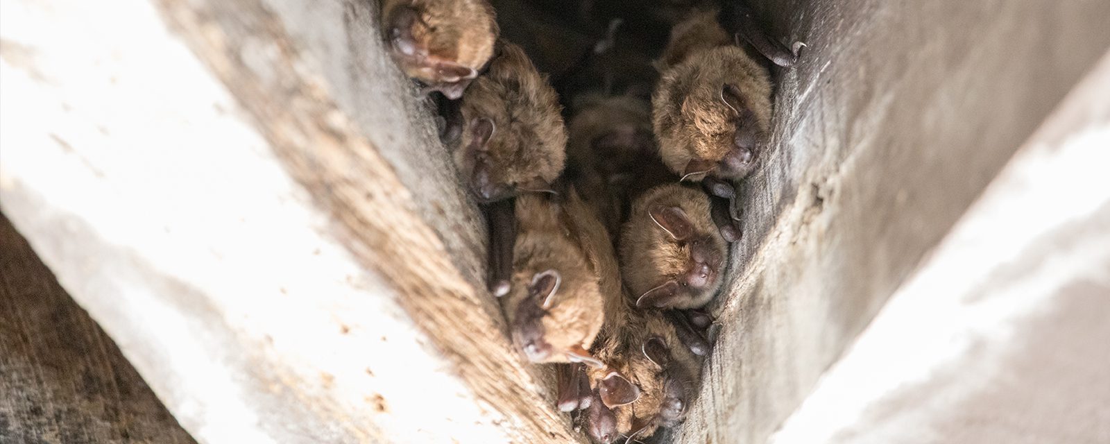 Multiple wild bats hanging from a wooden ceiling