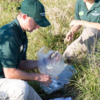Zoo staff capturing field mice
