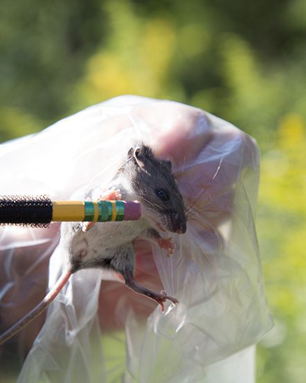 Zoo staff capturing field mice