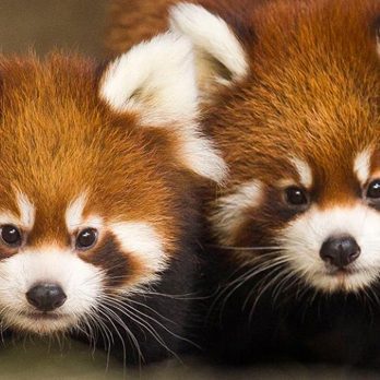 Two red pandas in exhibit