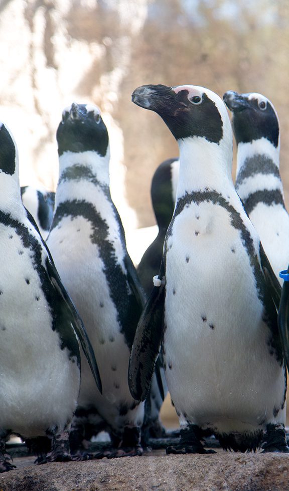 African penguins in exhibit