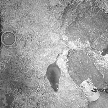 A bettong in exhibit