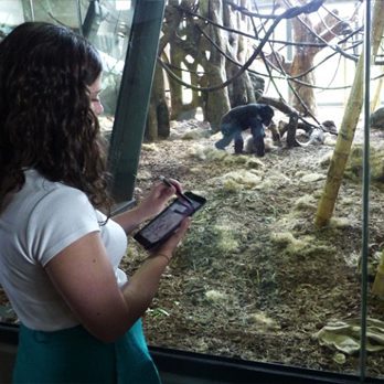 Zoo staff observing chimpanzees in exhibit