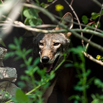 Red wolf peering through foliage in exhibit