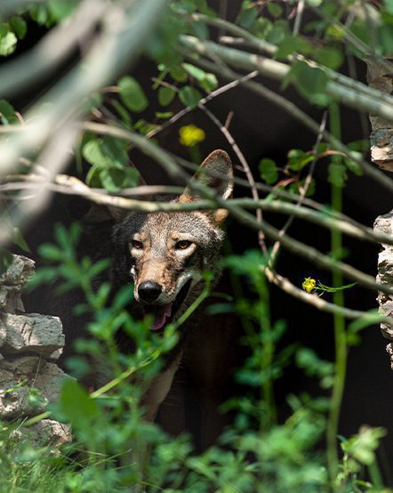 Red wolf peering through foliage in exhibit