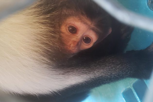 A baby Diana monkey in exhibit
