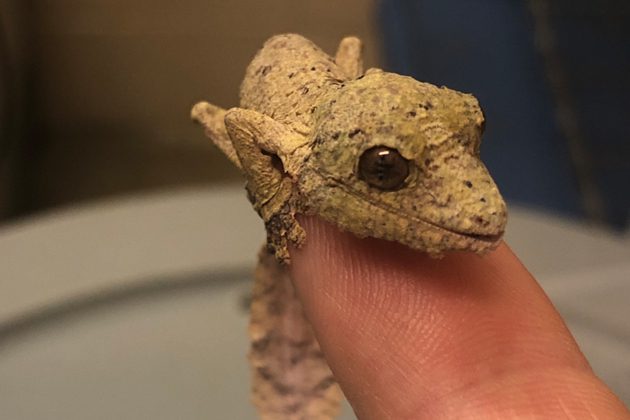 A baby Henkel's leaf-tailed gecko perched on a human's fingerprint