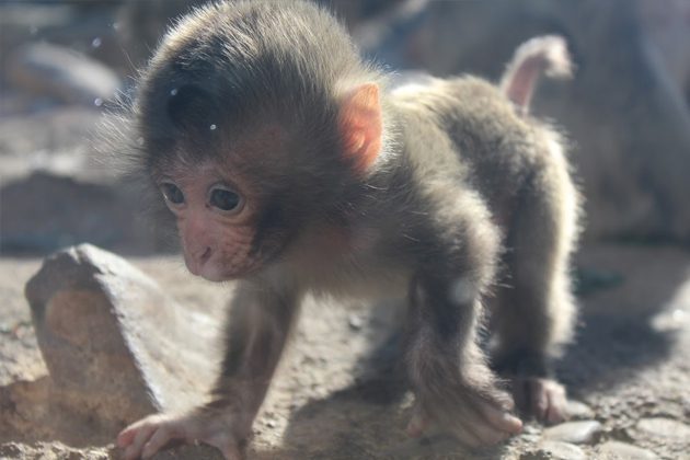 A baby Japanese macaque in exhibit