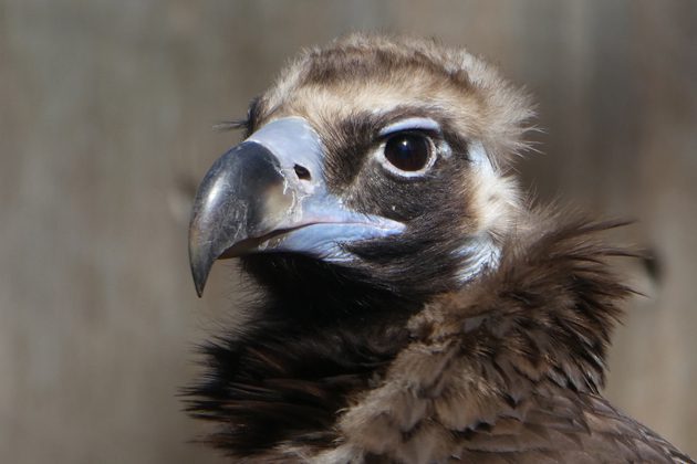 Cinerous vulture in exhibit