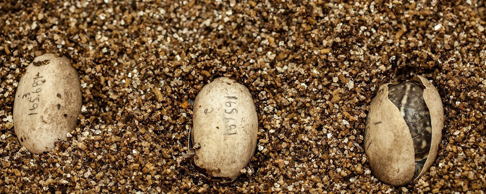 Turtle eggs in various stages of hatching