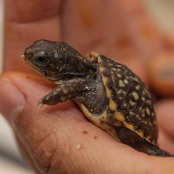 A baby turtle