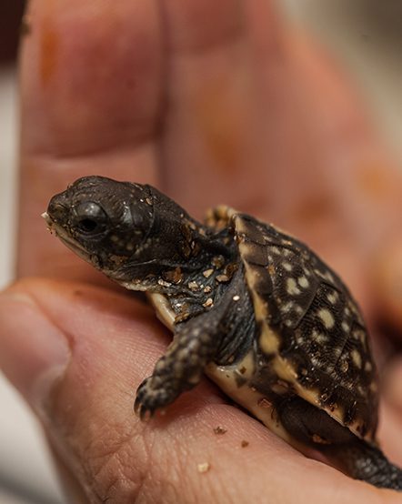 A baby turtle