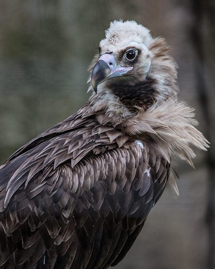 Cinerous vulture in exhibit