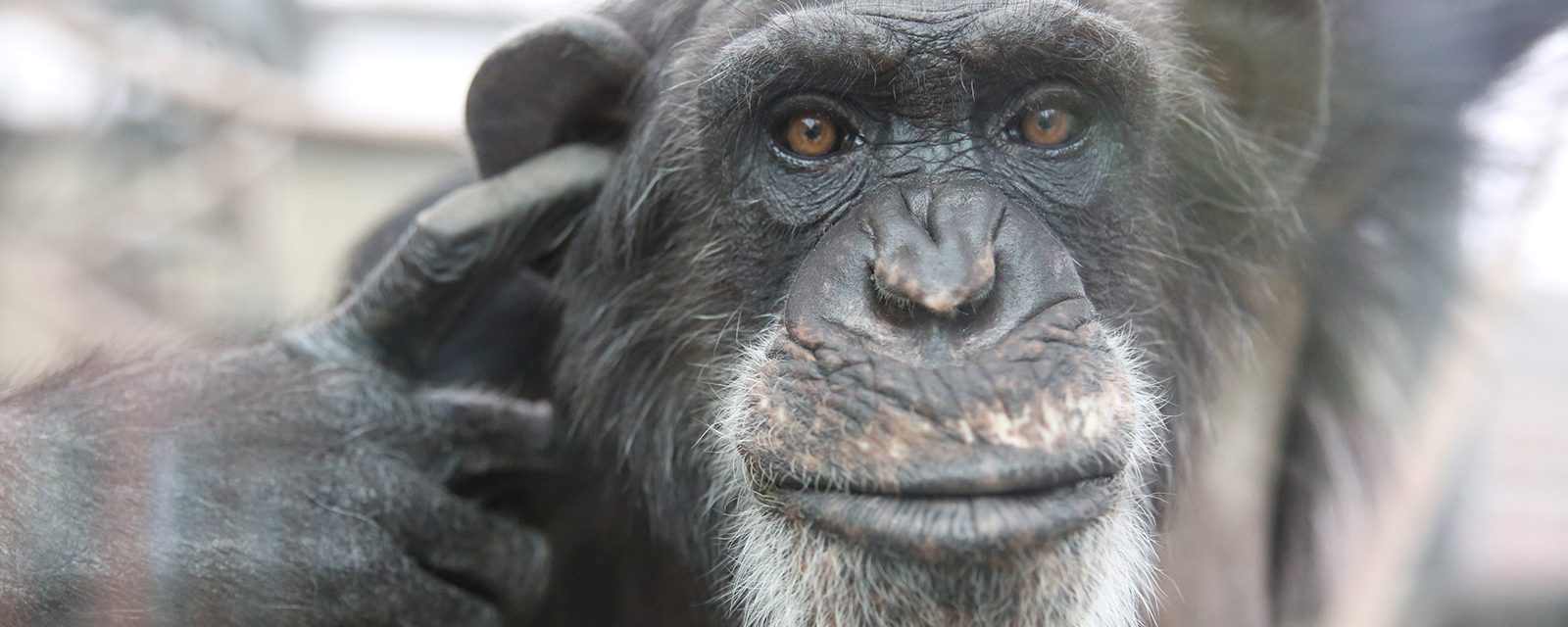 Chimpanzee in exhibit