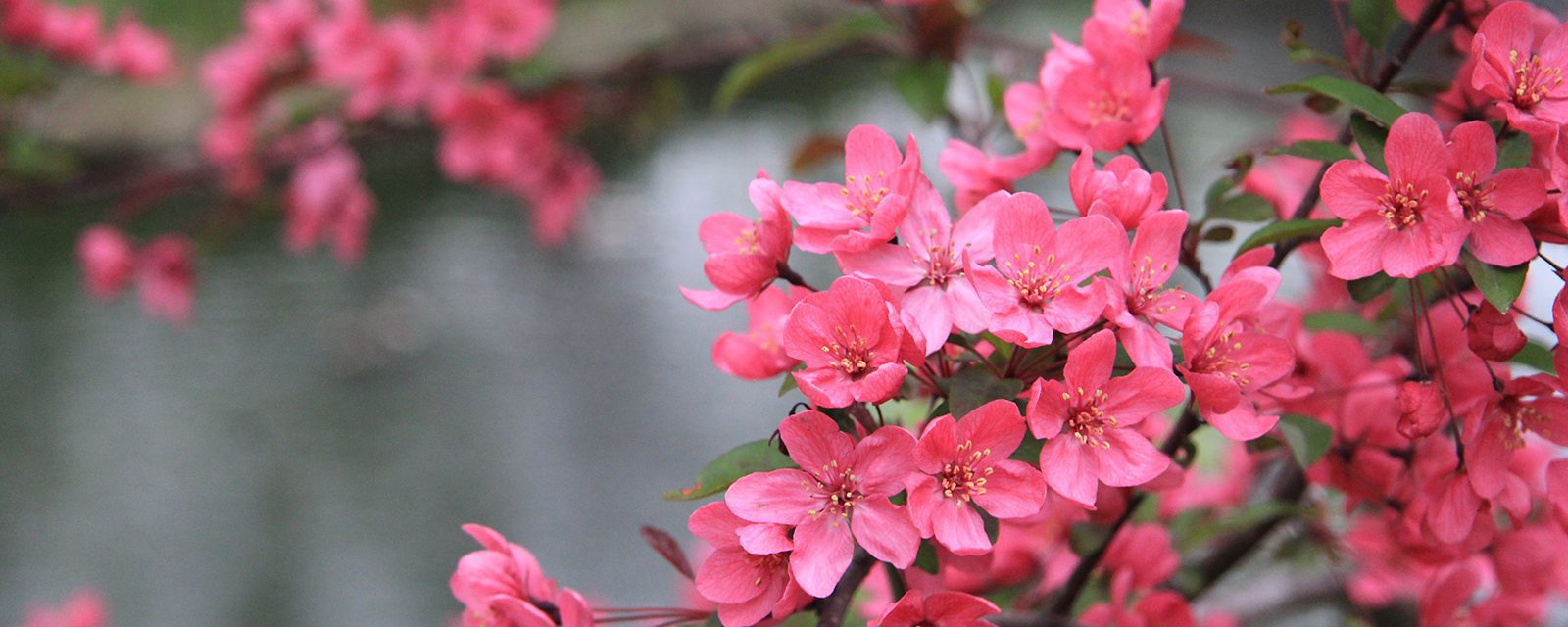 Prairiefire Flowering Crabapple